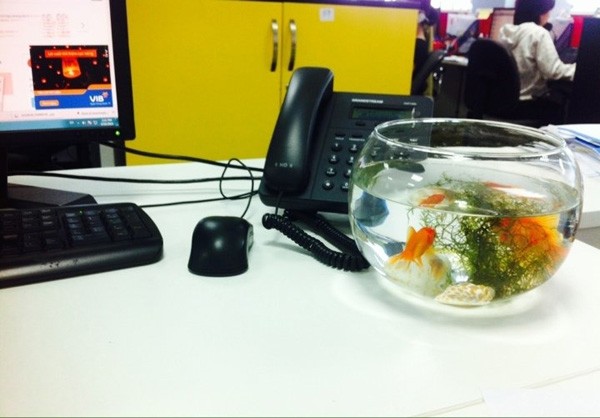 bể cá trong phòng làm việc